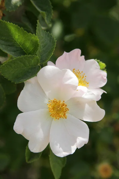 Wild rose — Stock Photo, Image