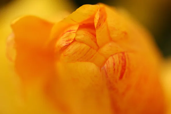 Tulp — Stockfoto