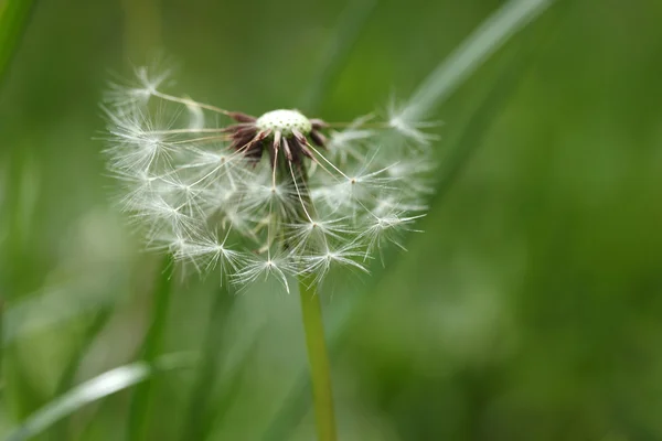 Dandelion — Stock Photo, Image