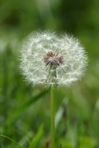 Karahindiba. — Stok fotoğraf