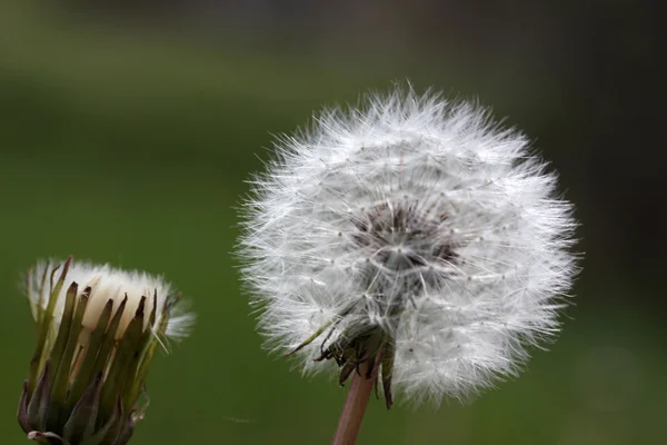 Diente de león — Foto de Stock