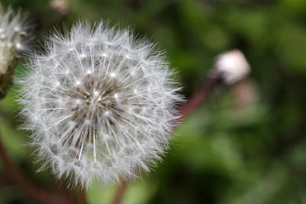 Diente de león —  Fotos de Stock