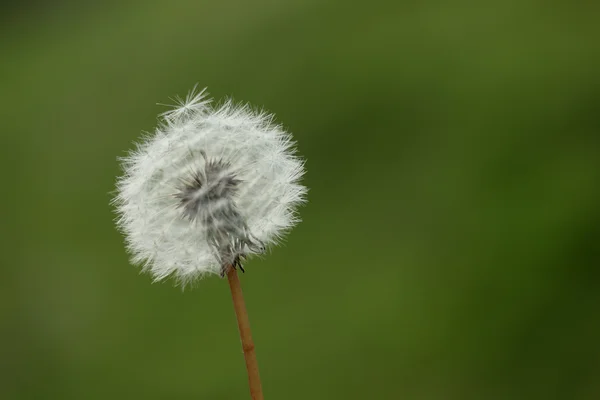 Diente de león — Foto de Stock