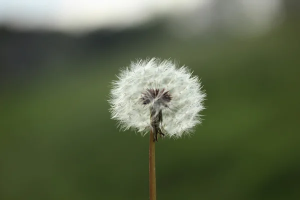 Diente de león — Foto de Stock