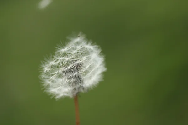 Diente de león —  Fotos de Stock