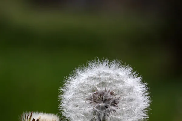 Diente de león — Foto de Stock