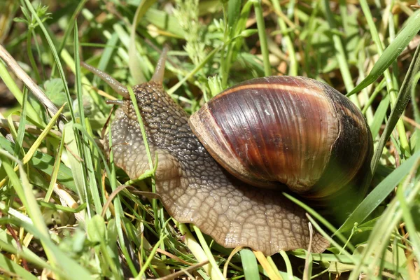 Caracol —  Fotos de Stock