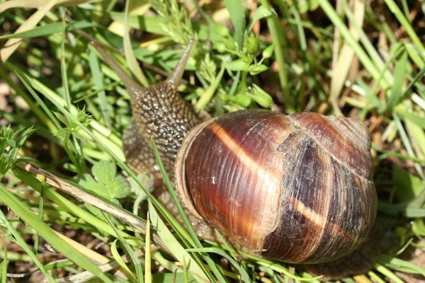 Snail — Stock Photo, Image