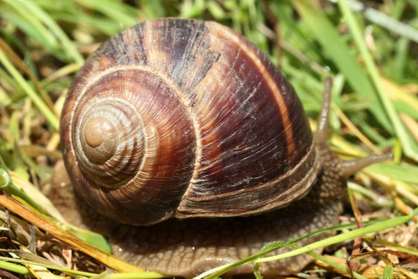 Caracol — Fotografia de Stock