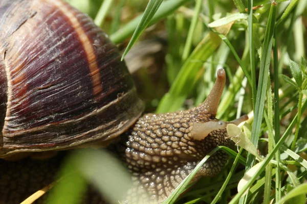 Snail — Stock Photo, Image