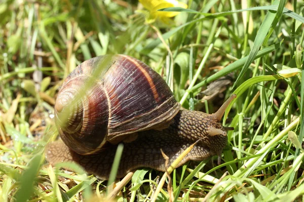 Caracol — Fotografia de Stock