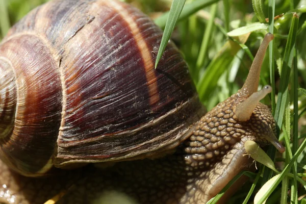 Snail — Stock Photo, Image