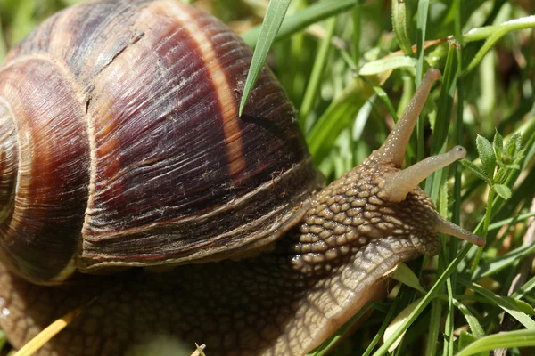 Snail — Stock Photo, Image