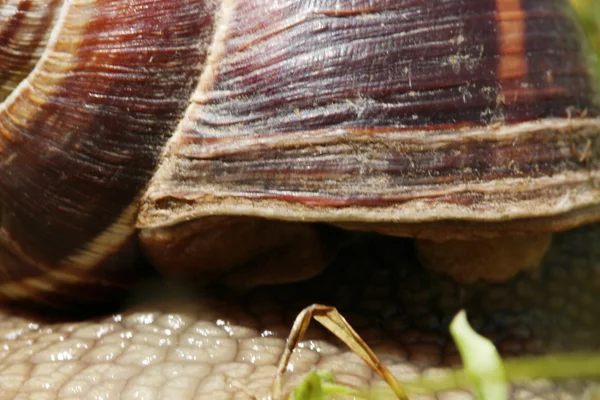 Snail — Stock Photo, Image