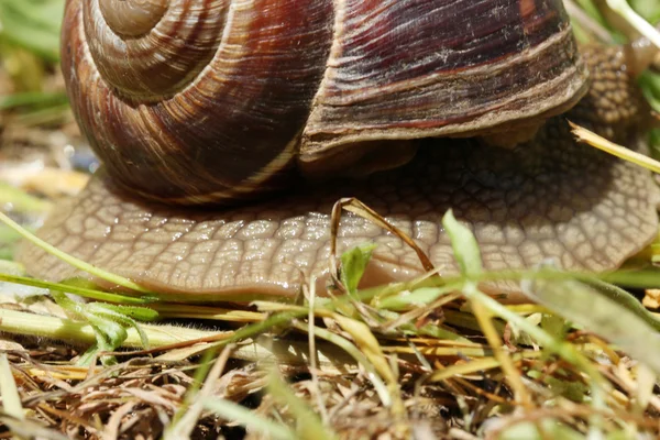 Snigel — Stockfoto