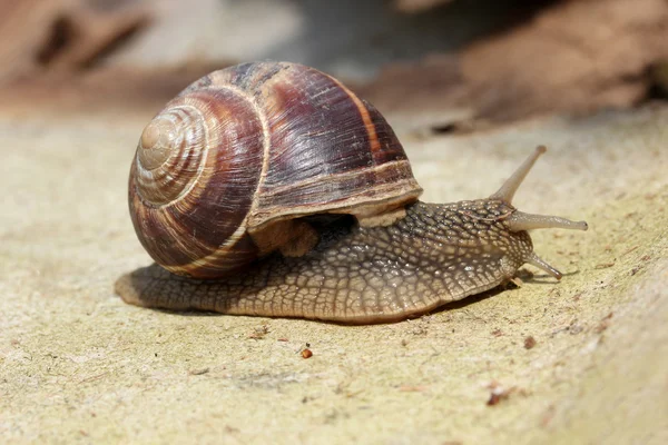 Snail — Stock Photo, Image