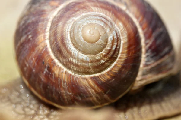 Caracol — Fotografia de Stock