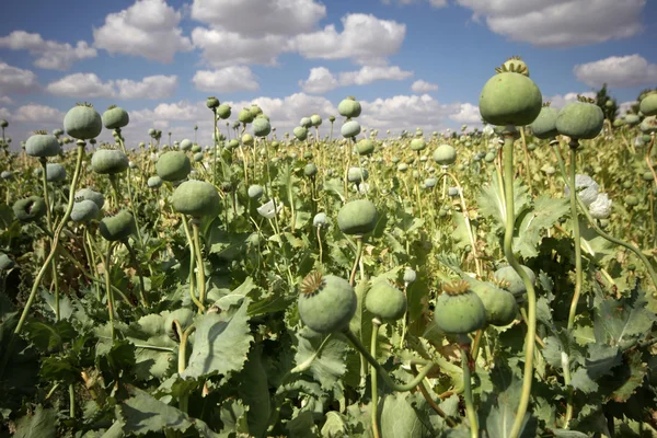 Opium poppies