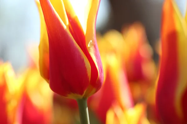 Tulpe — Stockfoto