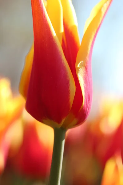 Tulpe — Stockfoto