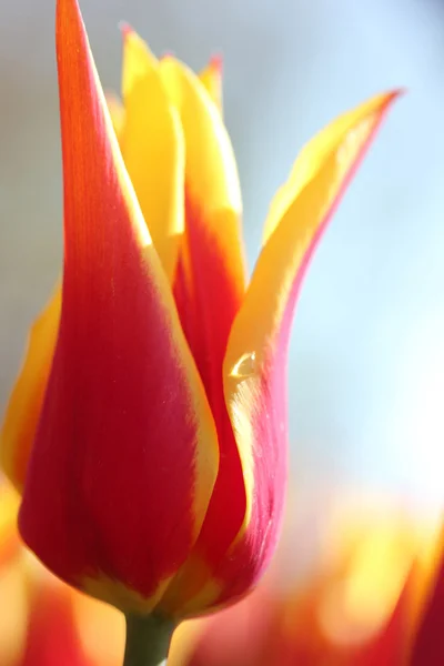 Tulipe — Photo