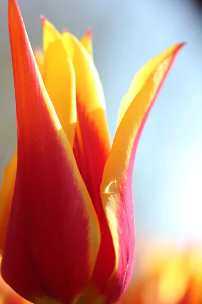 Tulipe — Photo