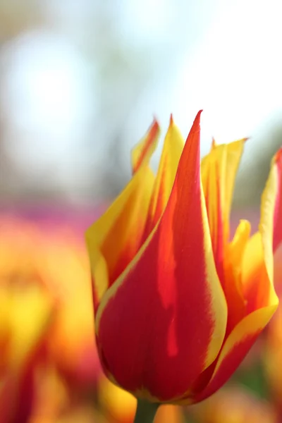 Tulpe — Stockfoto