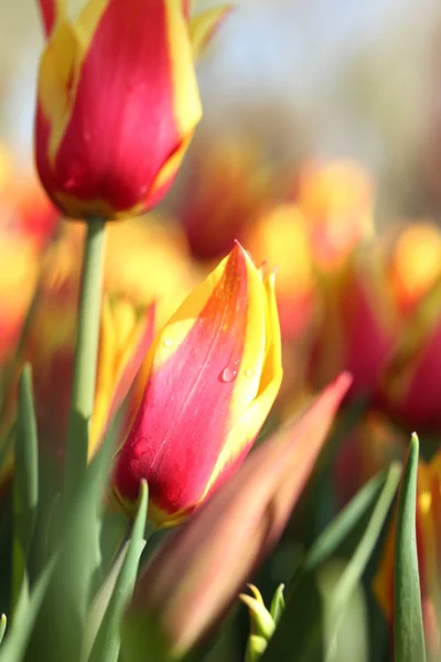 Tulpe — Stockfoto