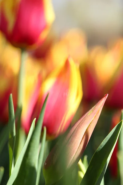 Tulpe — Stockfoto