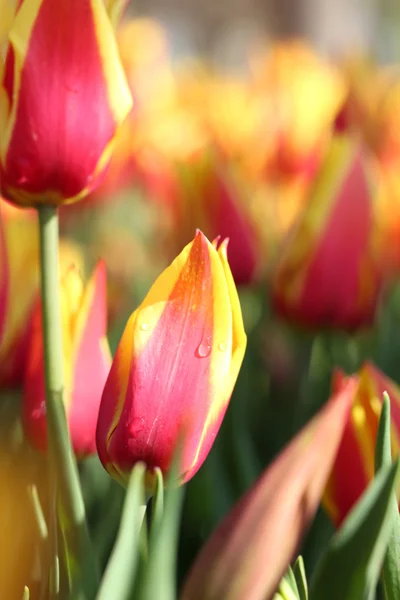 Tulpe — Stockfoto