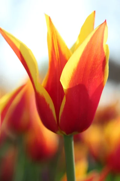 Tulipe — Photo