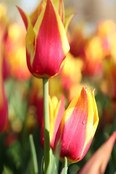 Tulipán — Foto de Stock