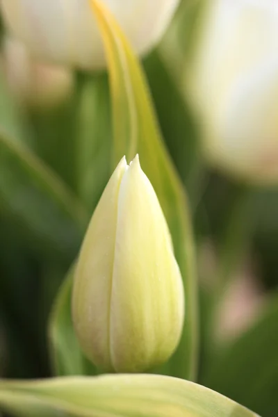 Tulip — стокове фото