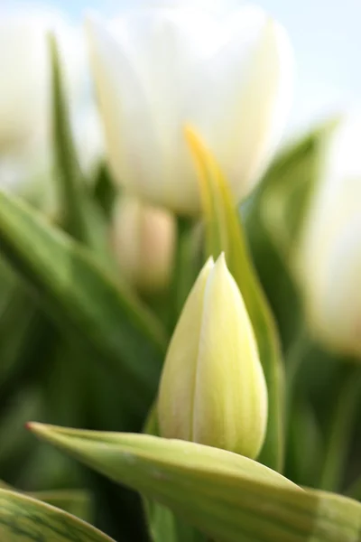 Tulipa — Fotografia de Stock