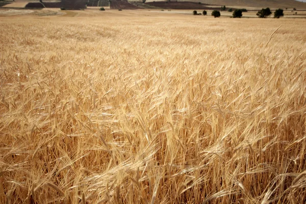 Wheat — Stock Photo, Image