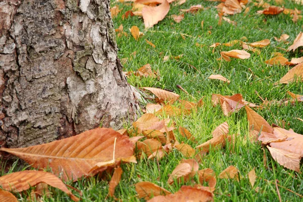 Hojas de otoño —  Fotos de Stock