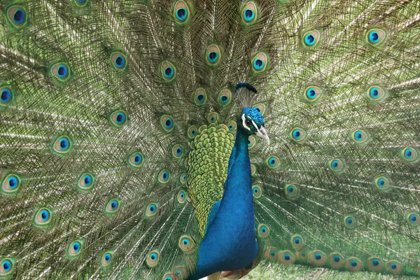 Pfau — Stockfoto