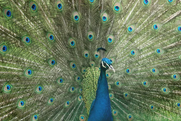 Pfau — Stockfoto