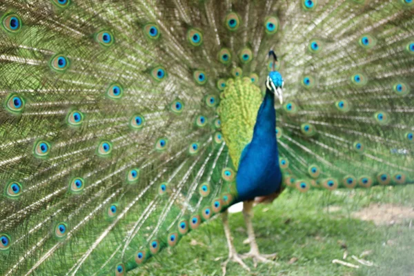 Pfau — Stockfoto