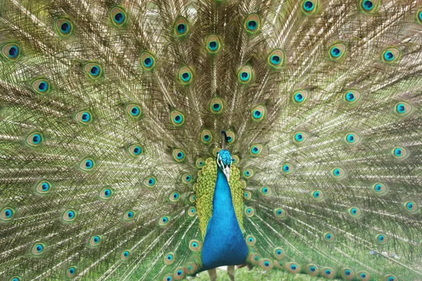 Pfau — Stockfoto