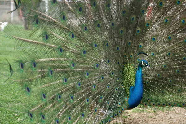 Pfau — Stockfoto