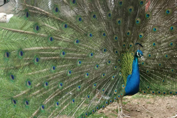 Pfau — Stockfoto