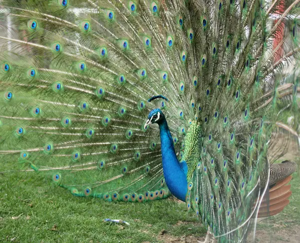 Pfau — Stockfoto