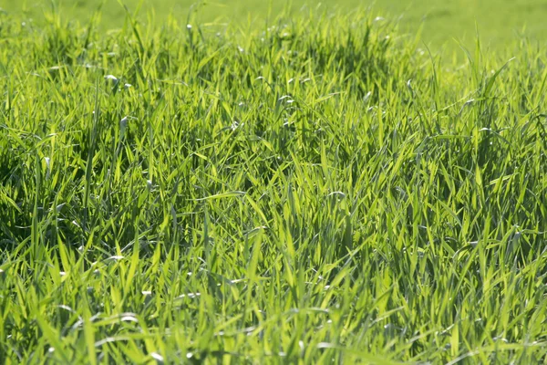 Wheat — Stock Photo, Image