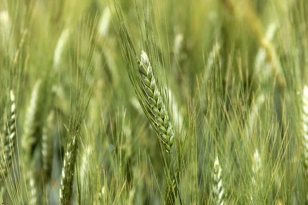 Wheat — Stock Photo, Image