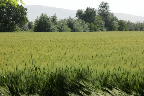 Wheat — Stock Photo, Image