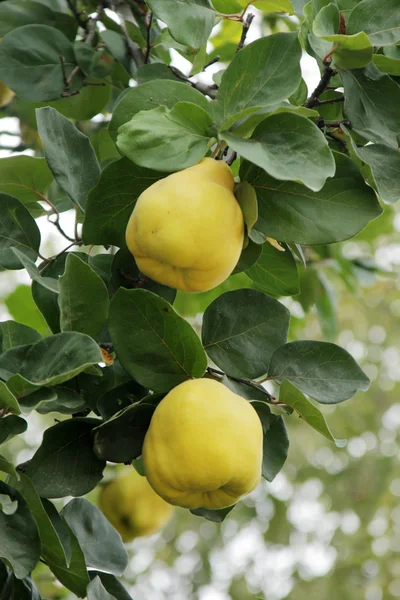 Quince — Stock Photo, Image