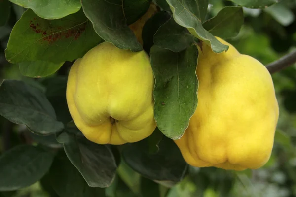 Quince — Stock Photo, Image