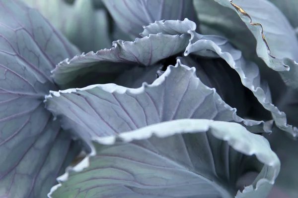 Cabbage — Stock Photo, Image