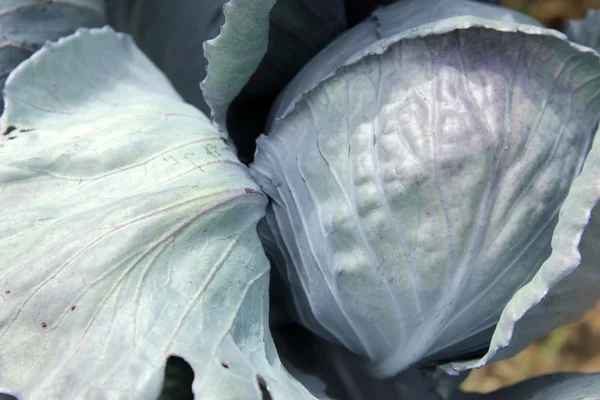 Cabbage — Stock Photo, Image